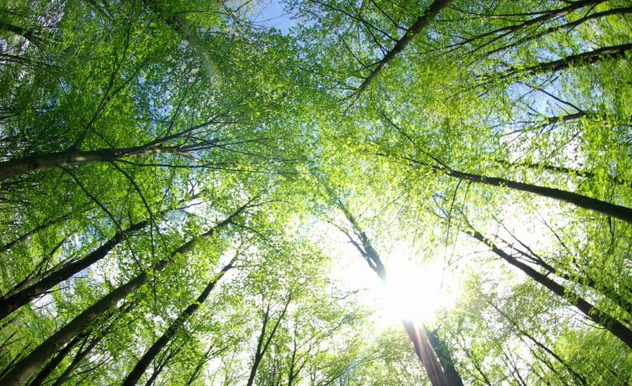 arbre-nature