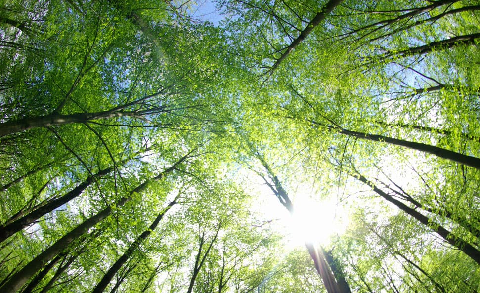 arbre-nature
